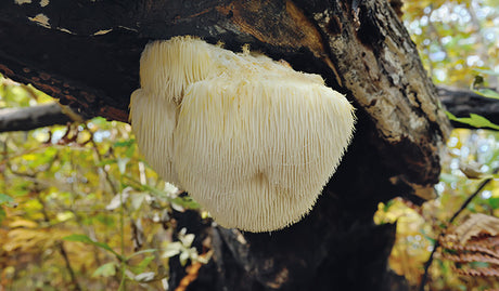 Lion's Mane Mushroom on a tree