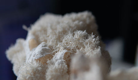 Benefits of Lion's Mane Mushrooms