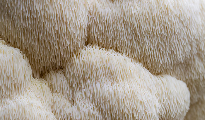 Can You Take Lion's Mane On An Empty Stomach Can You Take Lion's Mane Mushroom Every Day? – Avodah Naturals