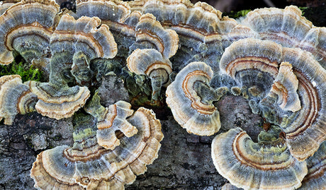 Here's How Much Turkey Tail To Take Daily