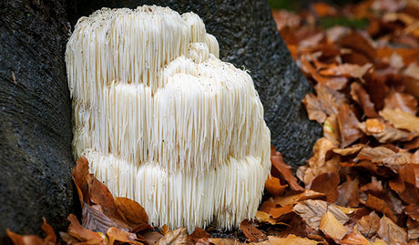 Here’s Why You Should Take Lion's Mane Every Day