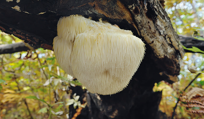  Lion's Mane Mushroom on a tree