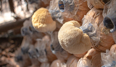 How to Grow, Prep, and Eat Lion's Mane Mushrooms