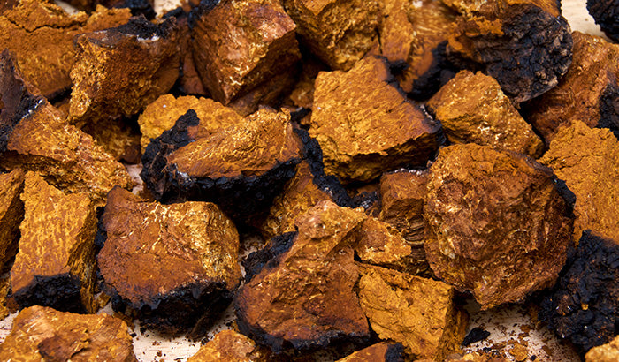 How to Identify Chaga Mushrooms: A Guide