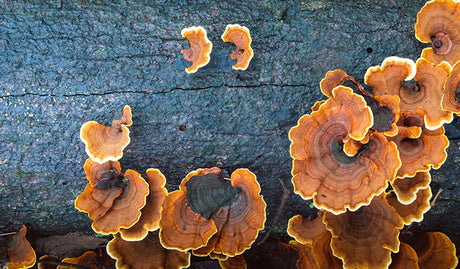 Turkey Tail or Lions Mane: Which One Should I Use?