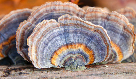 What Are Turkey Tail Mushrooms Good For?